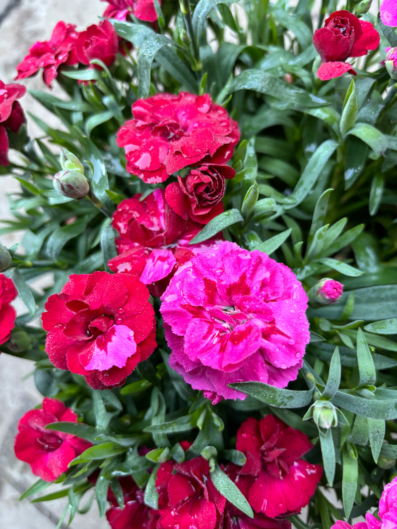 Rescue - TWO x Stunning Dianthus Oscar Bowls 22cm