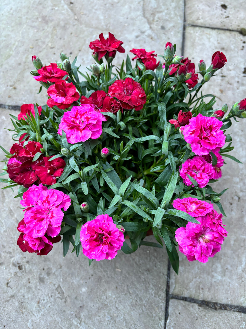 Rescue - TWO x Stunning Dianthus Oscar Bowls 22cm