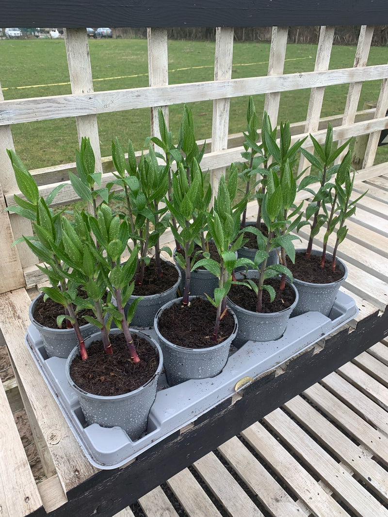 Rescue - Tray of Oriental Lily Sunny Robyn - 8 x 1L