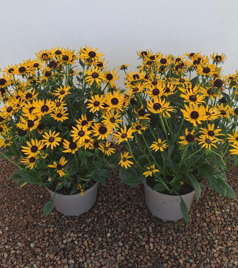 ULTIMATE Rescue - Rudbeckia Little Goldstar TRIO - 3 x 3L Pots