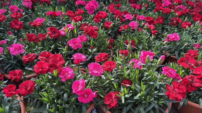 Rescue - TWO x Stunning Dianthus Oscar Bowls 22cm