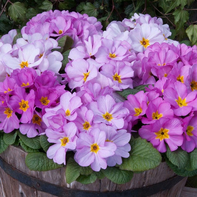 Rescue - Spring Blush Primrose - 3 x 6pks !