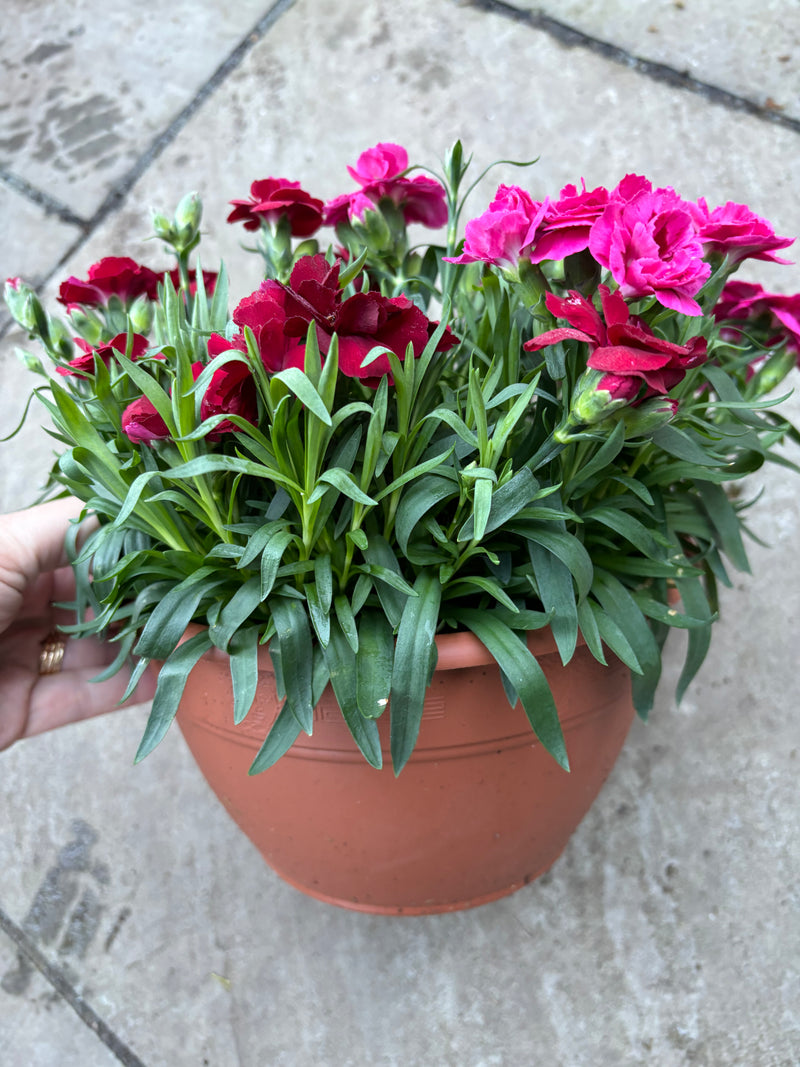 Rescue - TWO x Stunning Dianthus Oscar Bowls 22cm