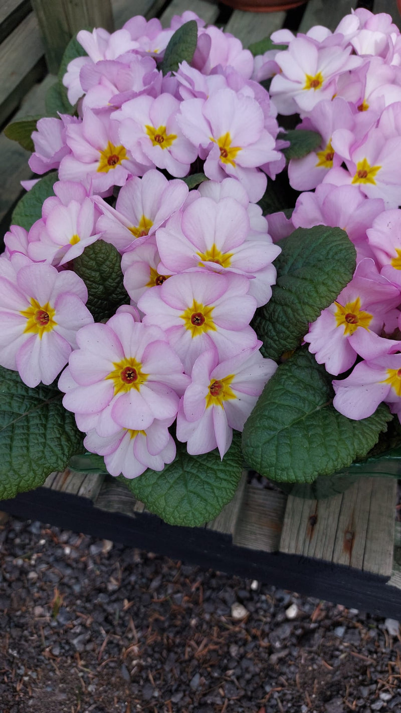 Rescue - Spring Blush Primrose - 3 x 6pks !