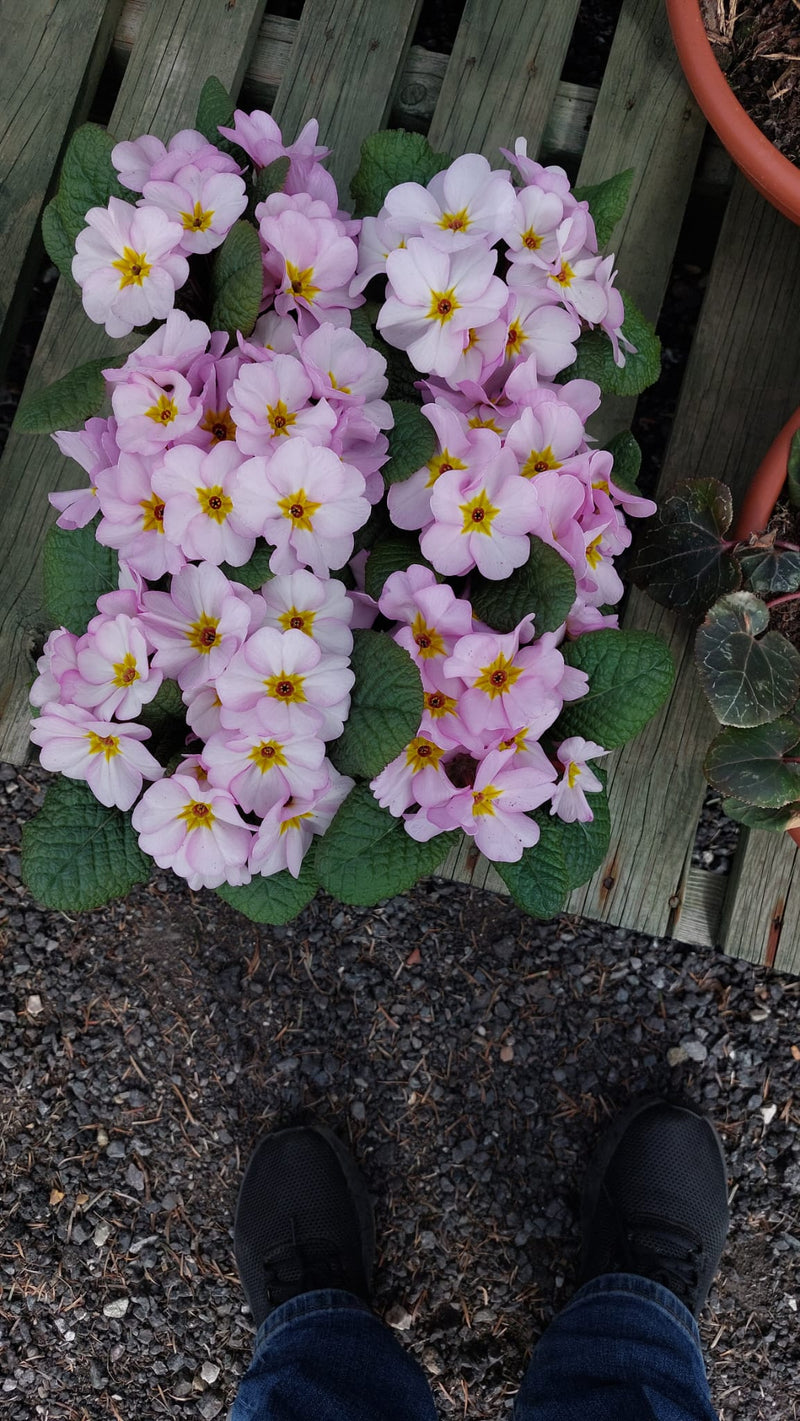 Rescue - Spring Blush Primrose - 3 x 6pks !