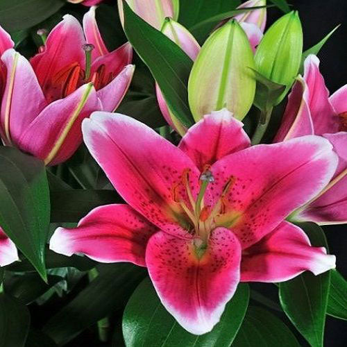 Rescue - Tray of Oriental Lily Sunny Robyn - 8 x 1L