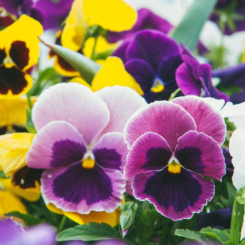 20 Pack Pansy Tray