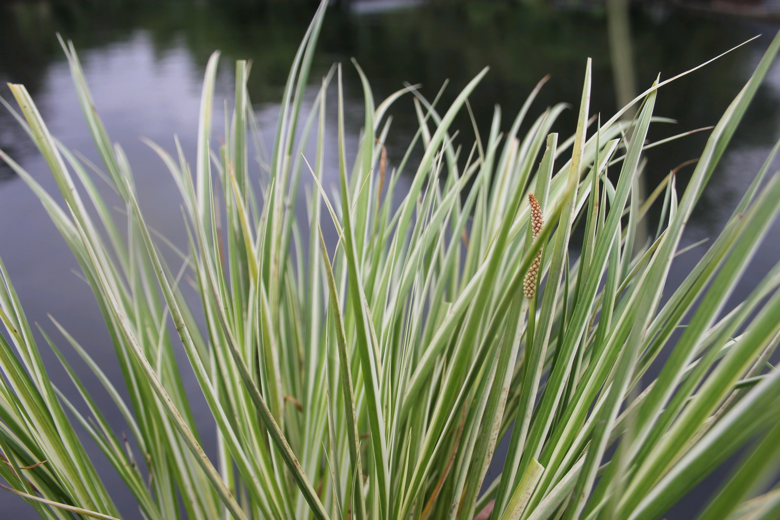 Marginal aquatic plant - Acorus Gramineus Variegatus – Hope Plants Ltd