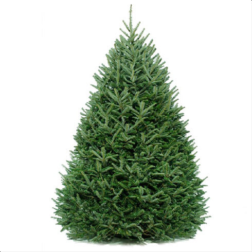 Fraser Fir Premium Cut 8ft