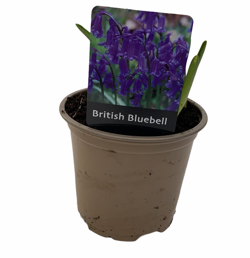 English Bluebells 11cm