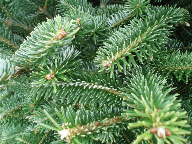 Fraser Fir Premium Cut 5ft