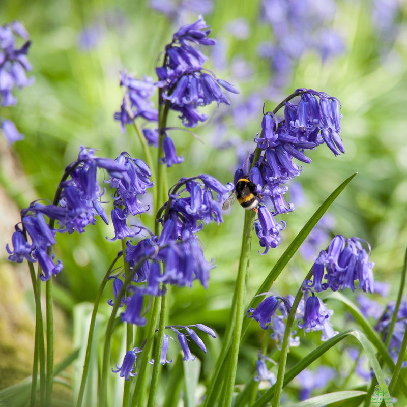 English Bluebells 11cm