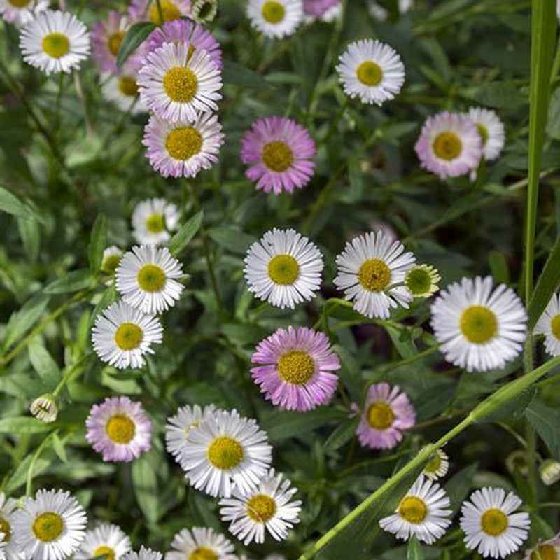 Three Erigeron Karvinskianus Plants in 9cm Pots