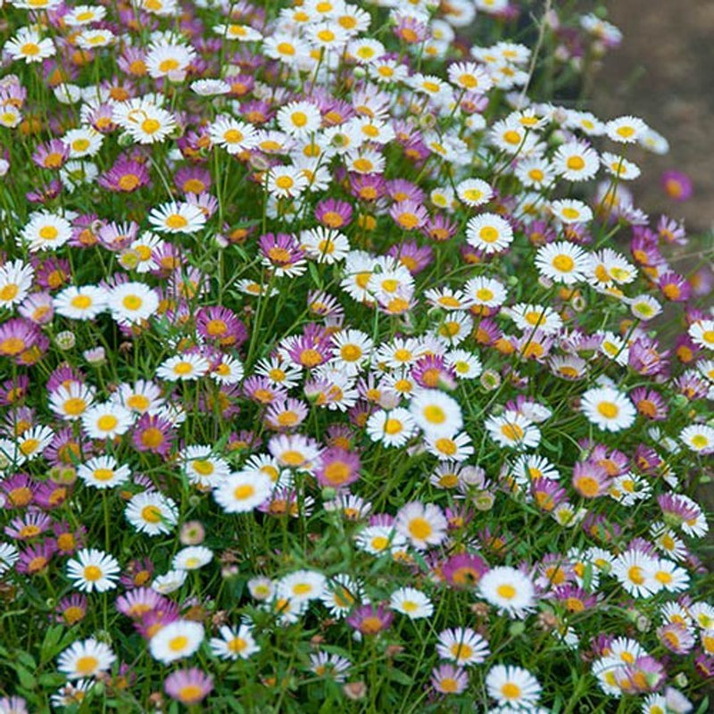 Three Erigeron Karvinskianus Plants in 9cm Pots