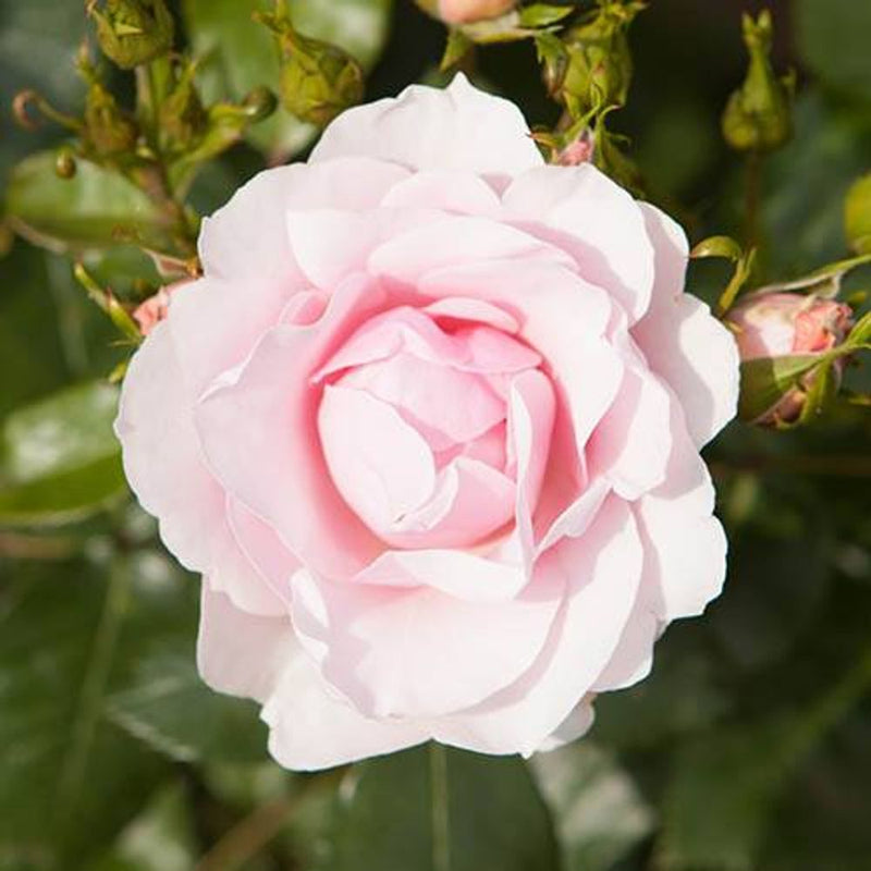 Old English Shrub Rose Collection x 5 Bare Root Bushes