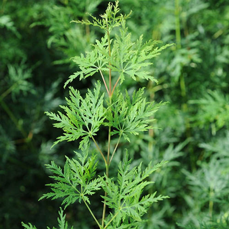 Japanese Maple Acer Collection x 3 Plants in 9cm Pots