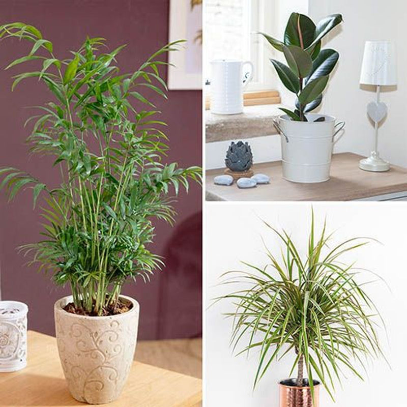 Houseplant Mix - 3 x 12cm Plants