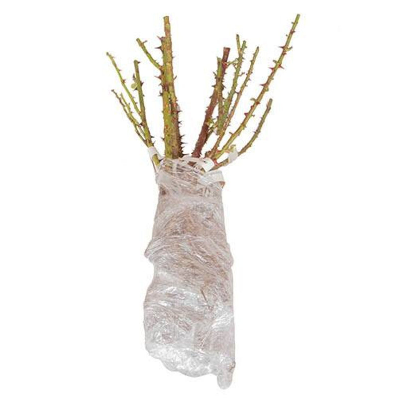 Old English Shrub Rose Collection x 5 Bare Root Bushes